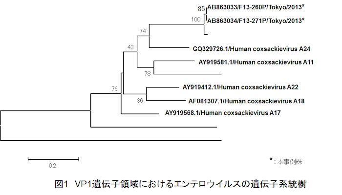 CA21遺伝子系統樹