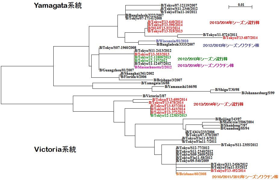 東京都におけるB型インフルエンザウイルスのHA遺伝子系統樹