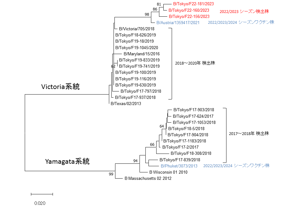 東京都におけるB型インフルエンザウイルスのHA遺伝子系統樹